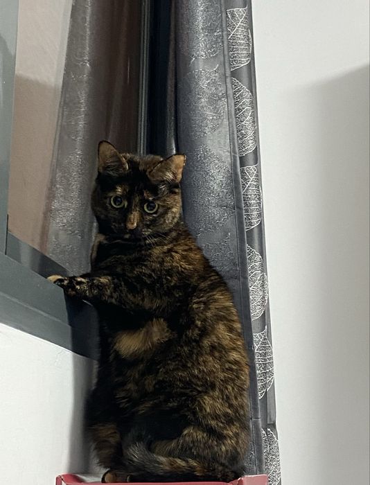 Отдам в добрые руки кошечку
