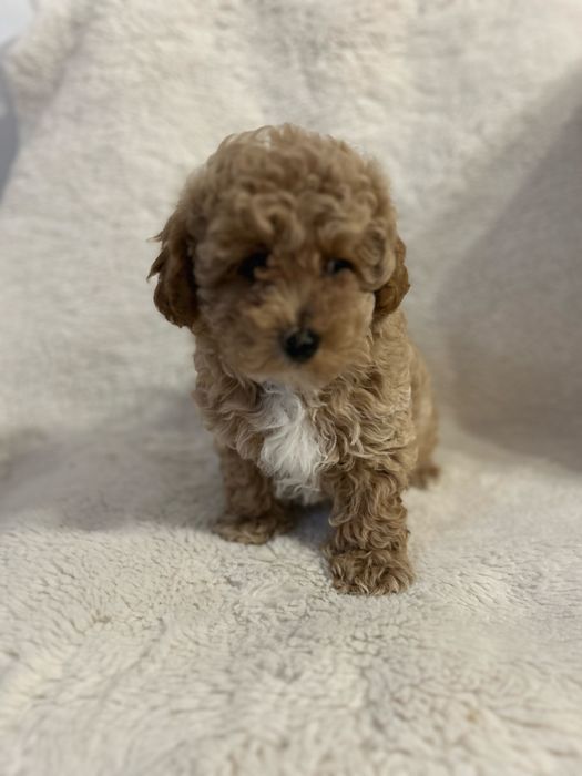 Maltipoo F1B - suczka