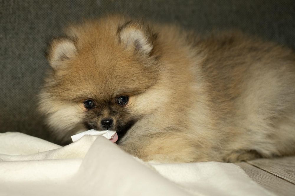 Pomeranian piesek typ misia,po bardzo małych rodzicach