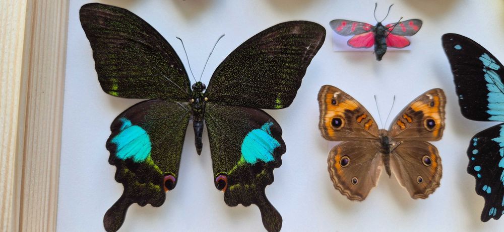Gablotka motyle Morpho godarti Papilio Junonia i inne na ścianę
