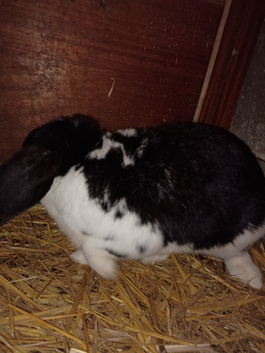 Samiec baran francuski