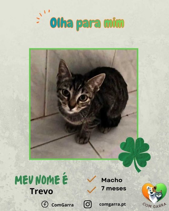 Gatinhos à procura de um lar