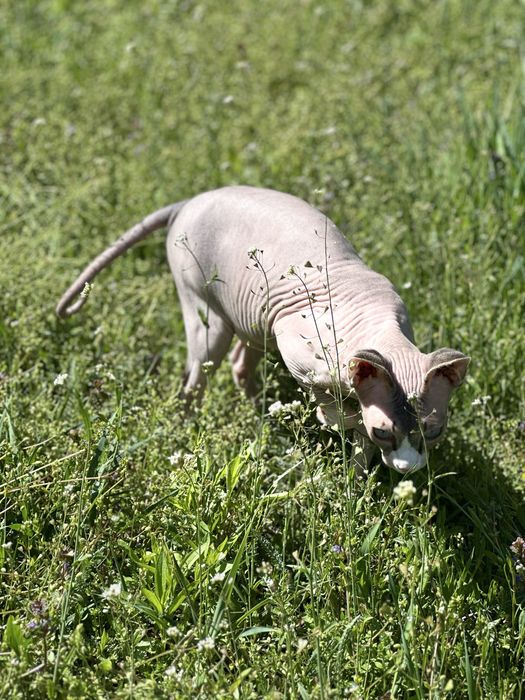 Воспитанная кошка канадский сфинкс с полным пакетом док+аксессуаров