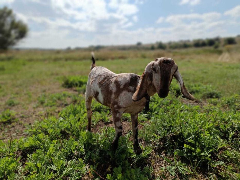 Англонумбійскі кози