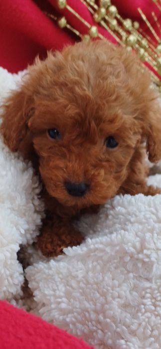 Розумні собачки -  дівчинка Мальтіпу..