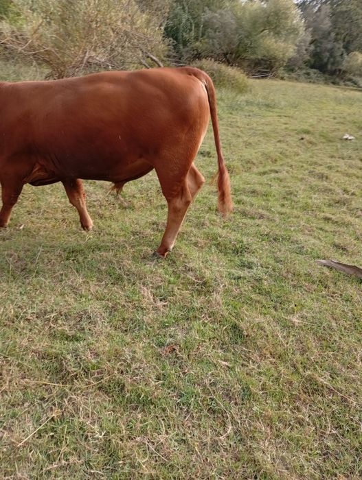 Vendo vitelo angus