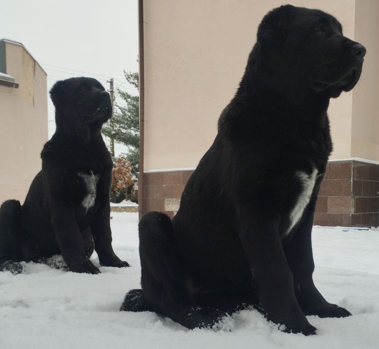 Продам чорних цуценят САВ