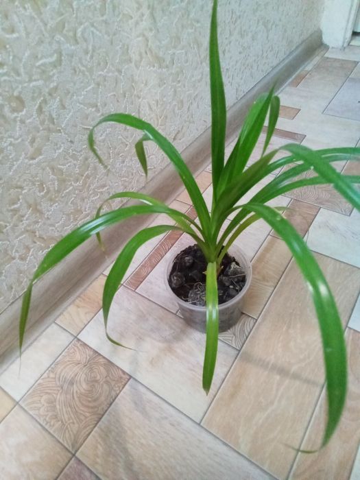 Панданус декоративний