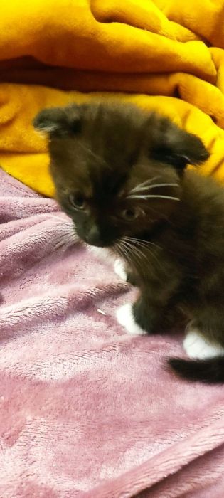 Продам кошенят висловухих