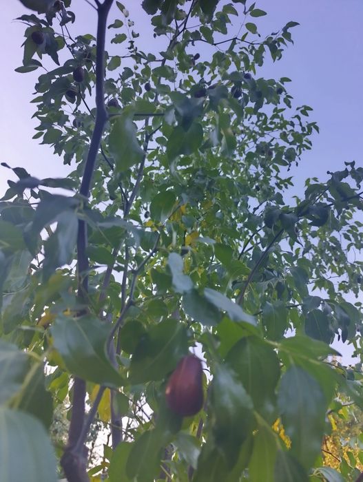 продам плоди зізіфуса