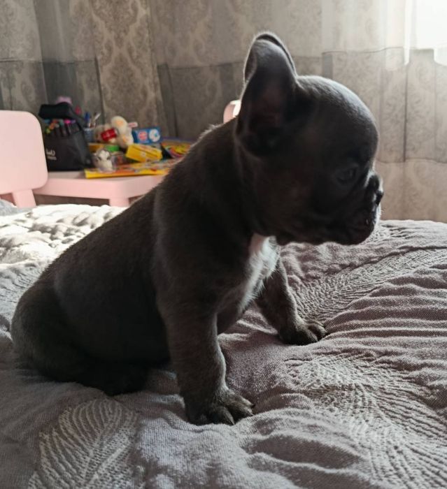 Французькі бульдоги