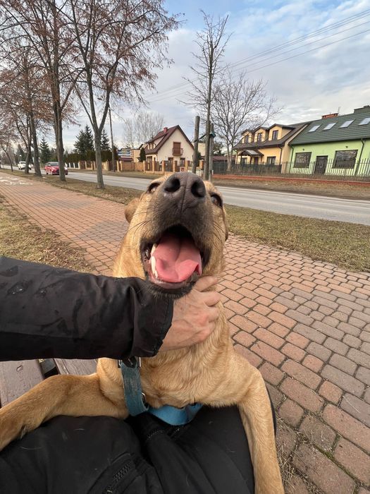Młodziak-słodziak Arczi szuka domu