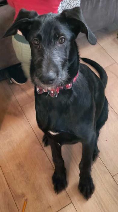 Pies do adopcji - tylko w dobre rece