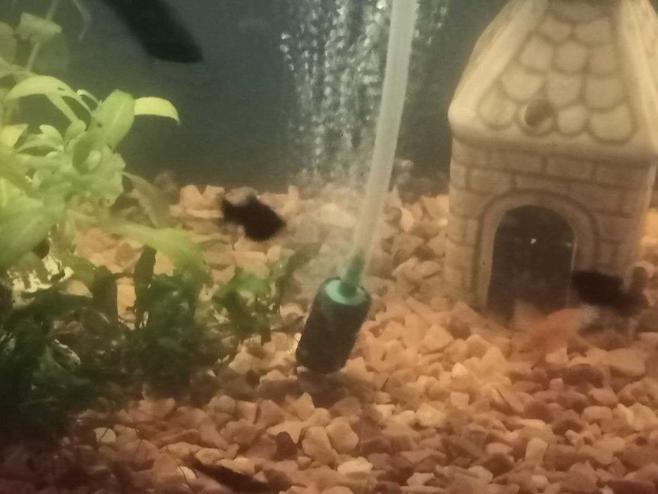 аквариумные рыбки: гуппи, моллинезии, меченосцы Санта-Клаус (Кохаку)