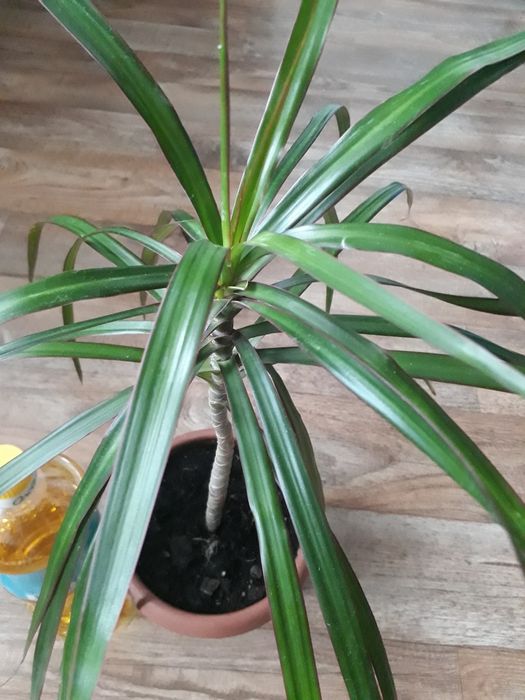 Драцена, ціна за рослину на фото