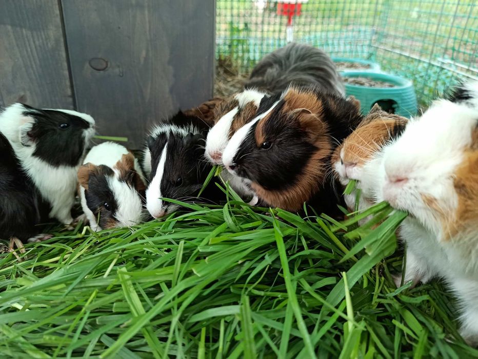 Świnka morska na sprzedaż