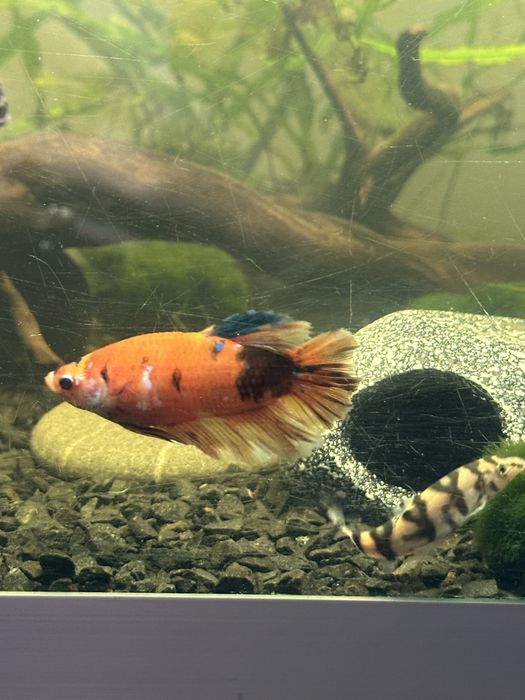 Півник кої рибки