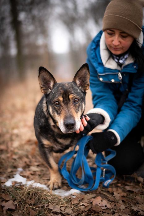 Master-spokojny psiak, stracił opiekuna, trafił do schroniska- adopcja