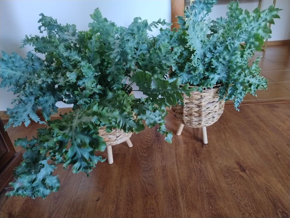 Dwie okazałe paprocie phlebodium