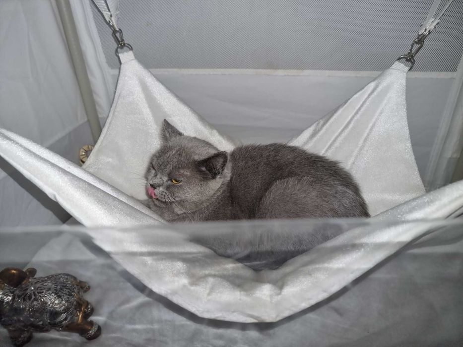 Шотландская девочка  scotich strait