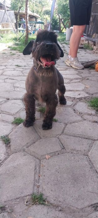 Цвергшнауцер в'язка