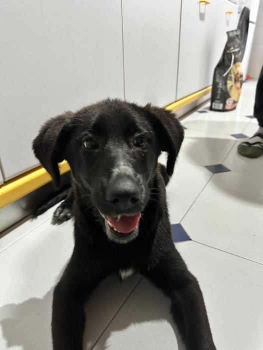 Cadela arraçada de pastor alemão com 3 meses e meio