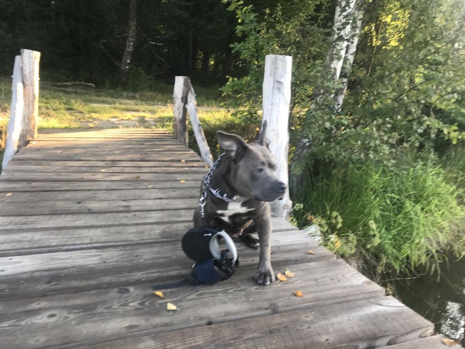 Амстаффа цуцики готові до сім ї