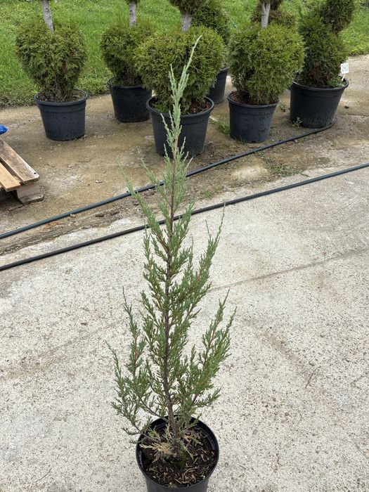 Jałowiec skalny ( Juniperus scopulorum blue arrow)