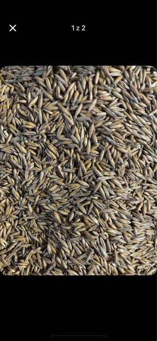 Sprzedam owies bingo