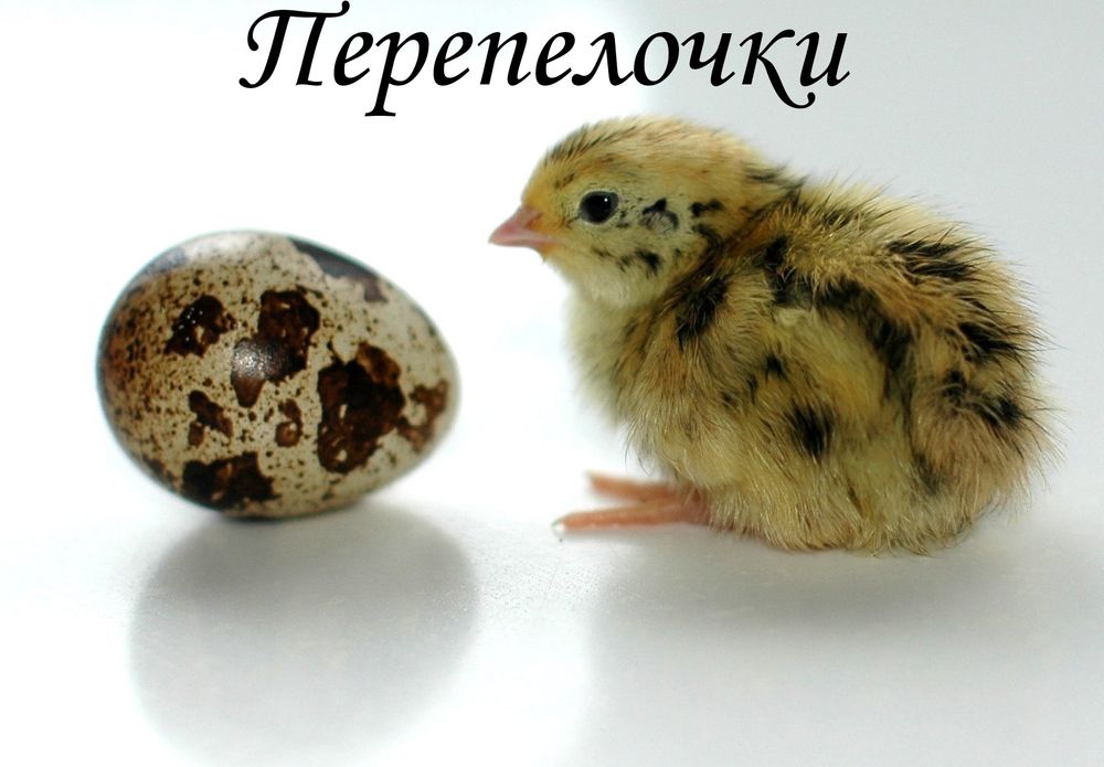 Перепелочки М'ясо Яйця