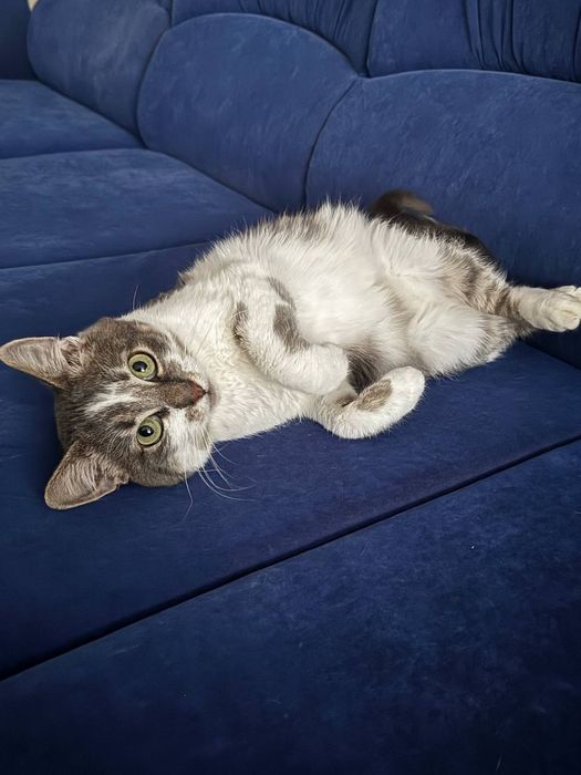 Котик 7-8 місяців