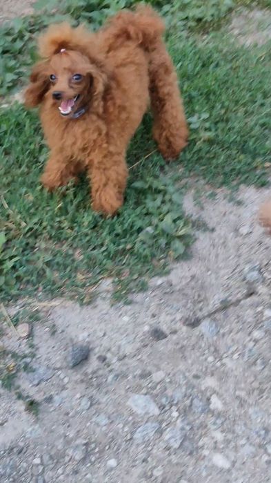 Вязка кобель той пудель