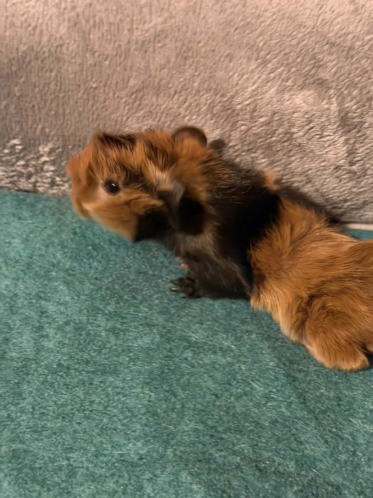 Śliczne świnki morskie