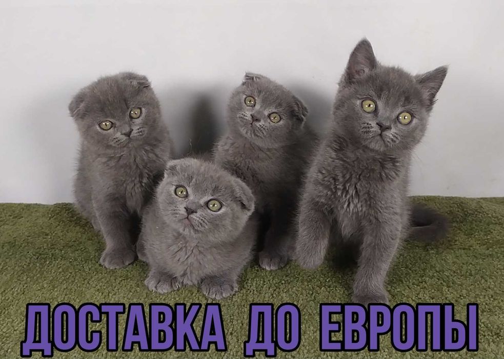 Шотландские котято.