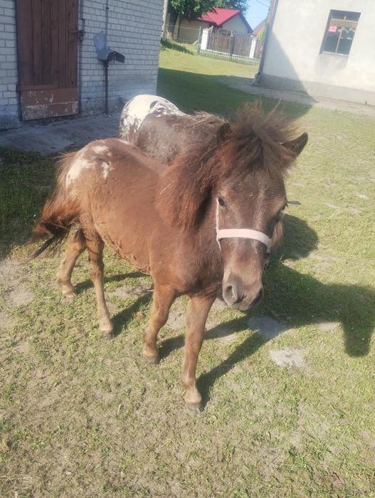 Kucyk ogierek tarant