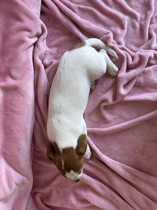 Дівчинка Джек Рассел КСУ /.816