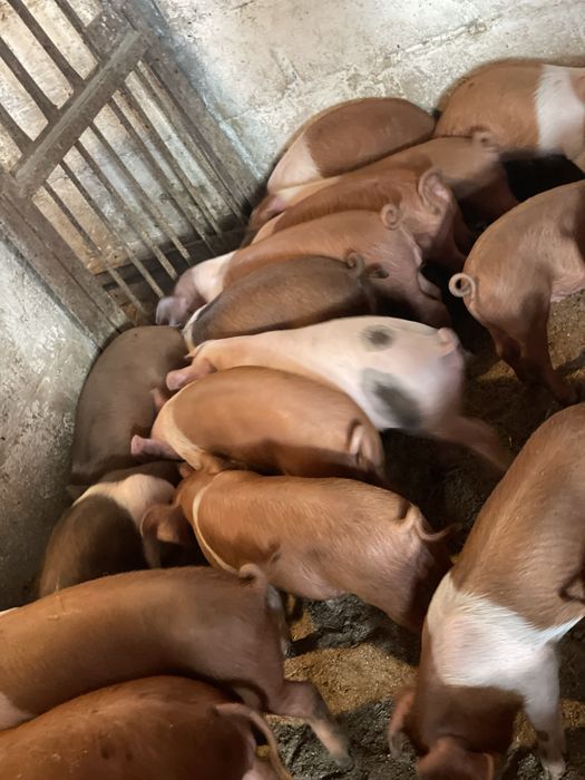 Продам поросят