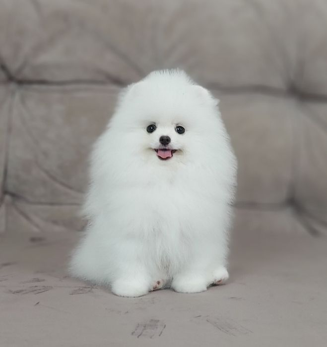 Щенки шпица девочки белые и крем