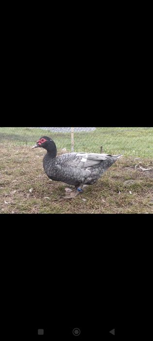 Мускусні качки інкубаційне яйце.