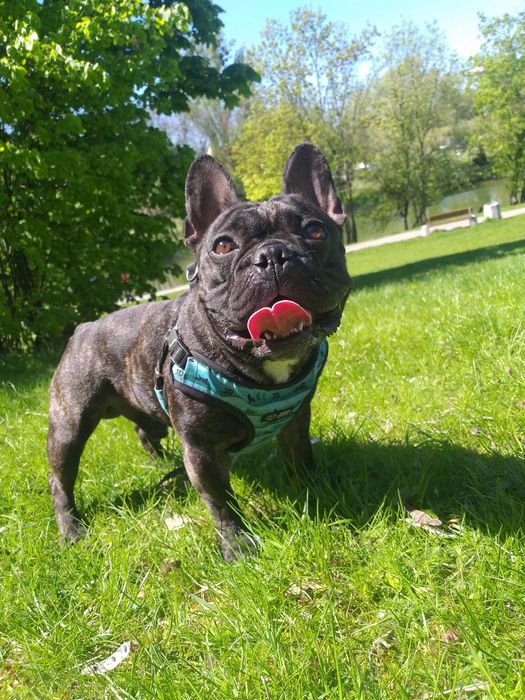 Reproduktor buldog francuski