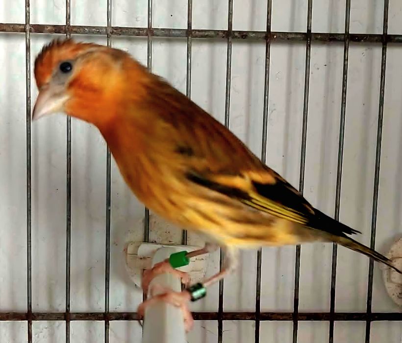 Mestiços de pintassilgo