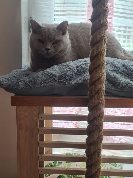 Hotel dla kota Poznań, Września "Kocie Apartamenty