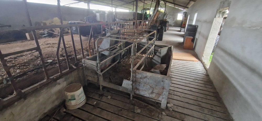 Materinadede suinos porcas