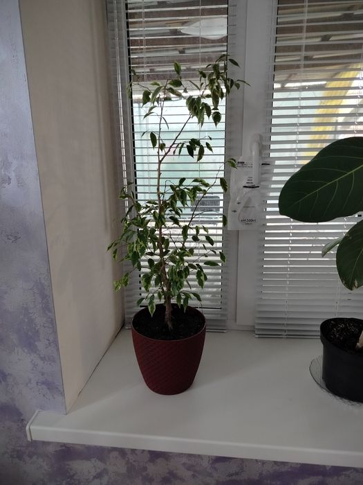 Продам фикусы 2 штуки.