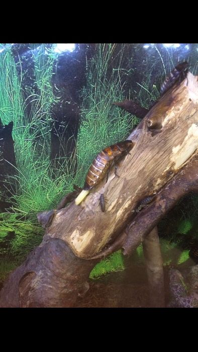 Мадагаскарский таракан