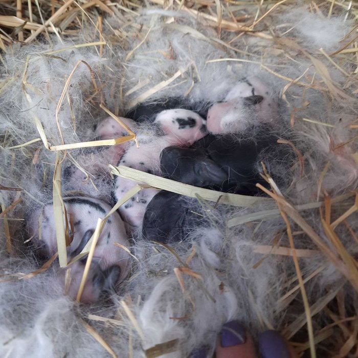 Кролі Німецький строкач