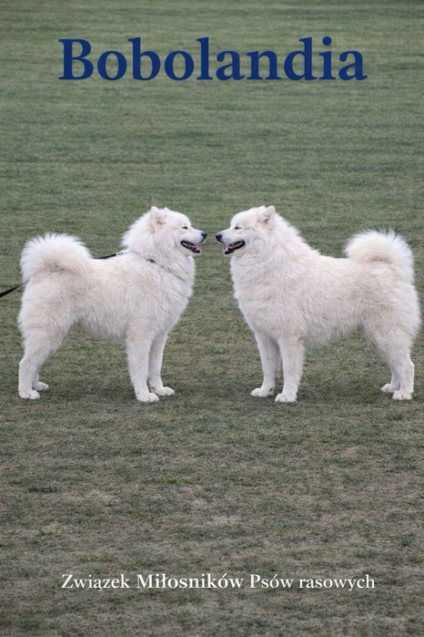 Szczenię samoyed samczyk