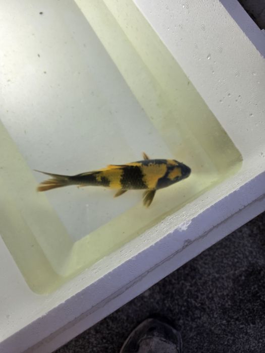 Carpa koi japonesa