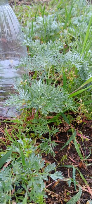 Sadzonki bylicy piołun 10 sztuk Eko(młode, duże, rozwinięte) CZYSTA NATURA