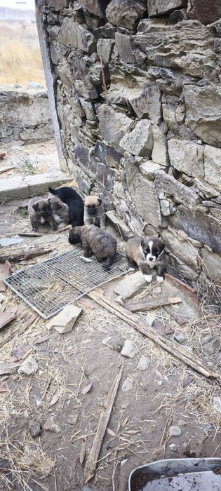 Cães para adoção